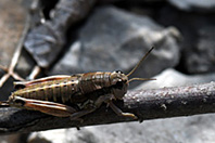 Podisma amedegnatoae